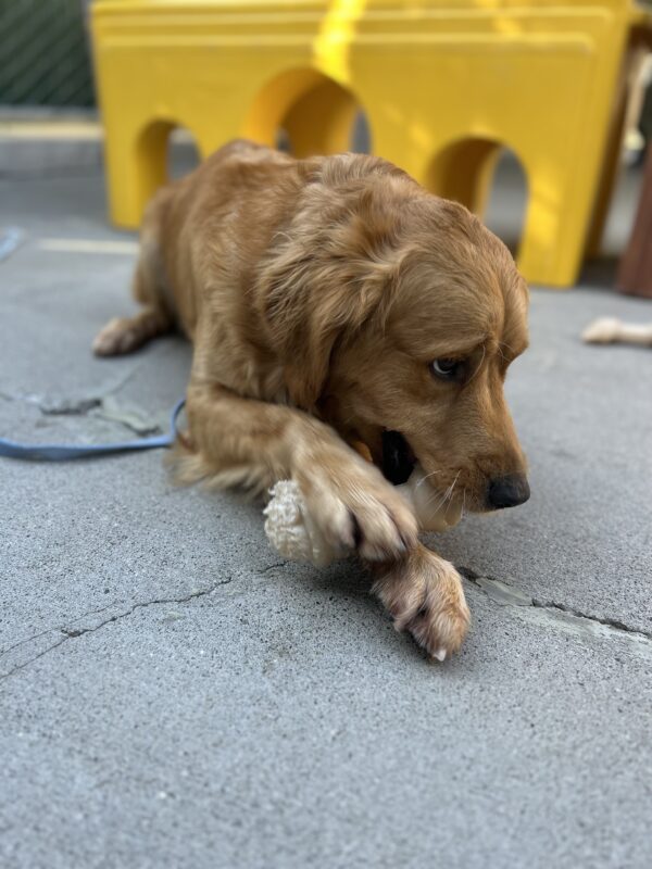 BettyRose is laying in CR in front of a bright yellow structure, holding a bone between her front paws as she chews on it.