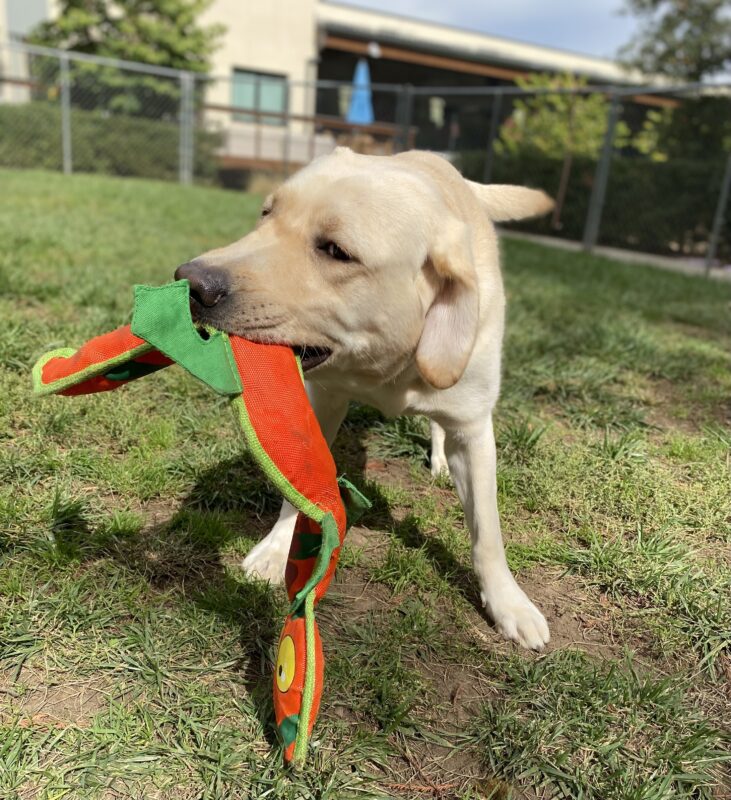 Eleanor is in the play yard with an orange lizard toy.  The photo has captured her mid-shake with the toy in her mouth.