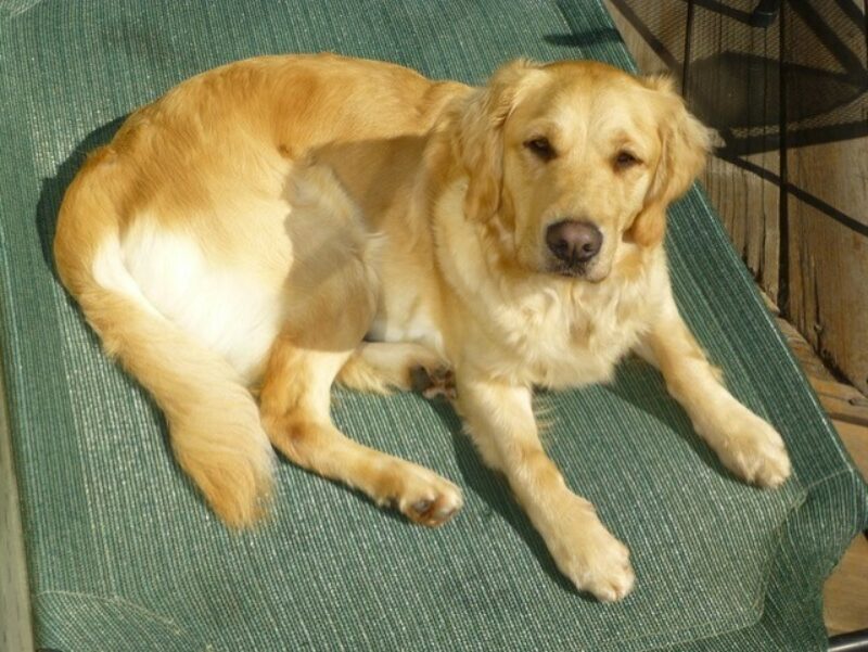 Bayshore in laying down on a green mat facing the camera.