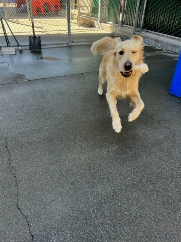 Long coated cross, Bennett, runs in community run with a nylabone in his mouth. He has his front paws off the ground and 1 eye closed 