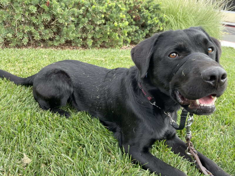 <p>Black Labrador Retriever Dudley lies in the green grass, looking into the camera. Dudley looks like he just had a little romp in the grass, with tiny bits of cut grass dotted on his fur.</p>
