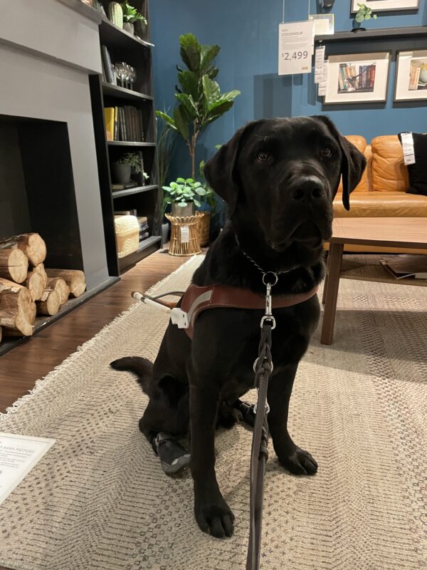 Dwayne sits in harness and booties in a fully furnished living room- with tags on all the furniture! (We were in IKEA).