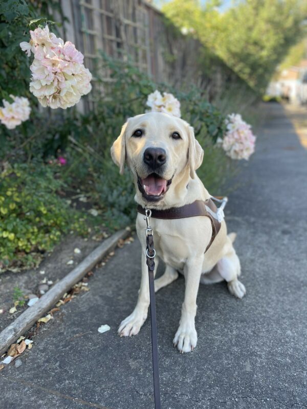 Lantern is sitting in harness on the sidewalk with white and pink hydrangeas behind him. His tongue is out as he smiles at the camera.