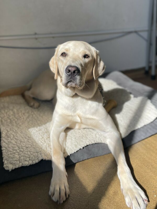 Lantern is laying down on a fleece mat and dog bed on tie down as he stares at the camera. The sun shines directly on him.