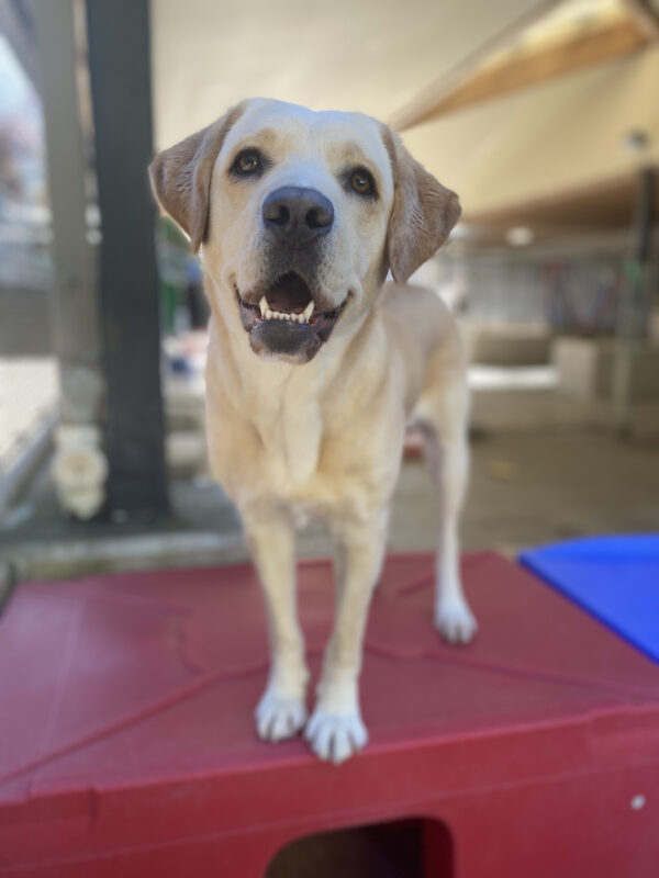 Female yellow lab, Debut, stands atop a red and blue plastic play structure. She smiles with an open mouth at the camera.