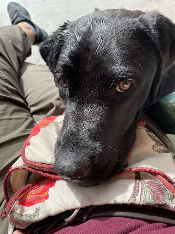 Dwayne rests his chin on his handler's bait bag, looking sweetly up toward the camera.