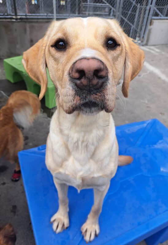 Yellow lab (Anders) sits on blue play structure looking up at the camera.