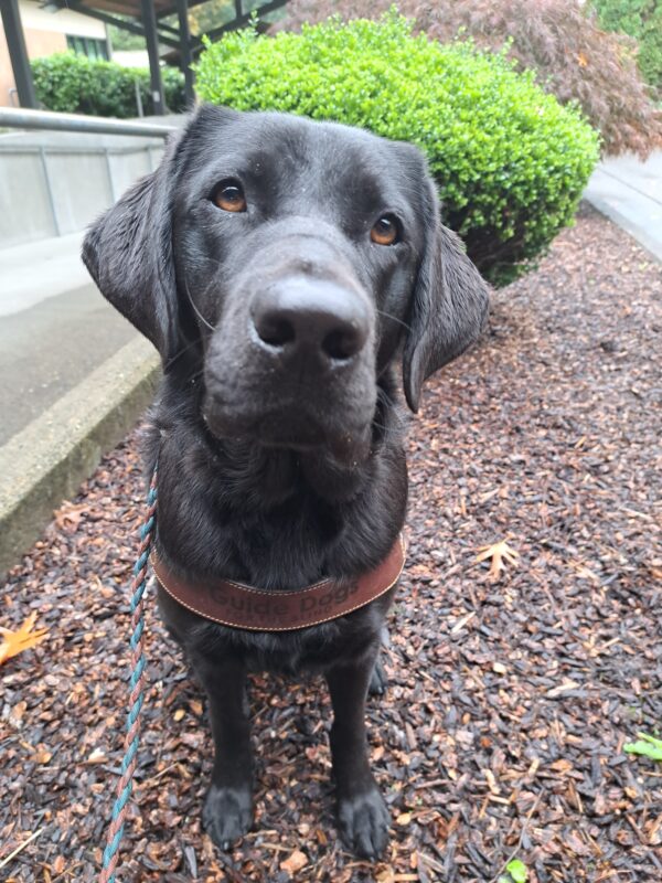 Black lab (Kindred) sitting in harness looking at the camera with a green bush in the background.