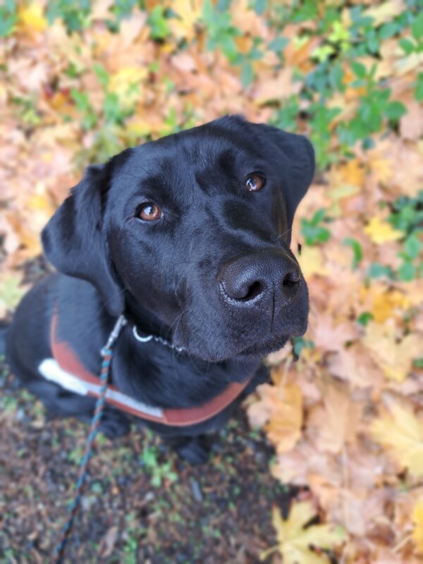 Black lab (Larson) sitting in harness with red/yellow/orange leaves in the background on the ground.