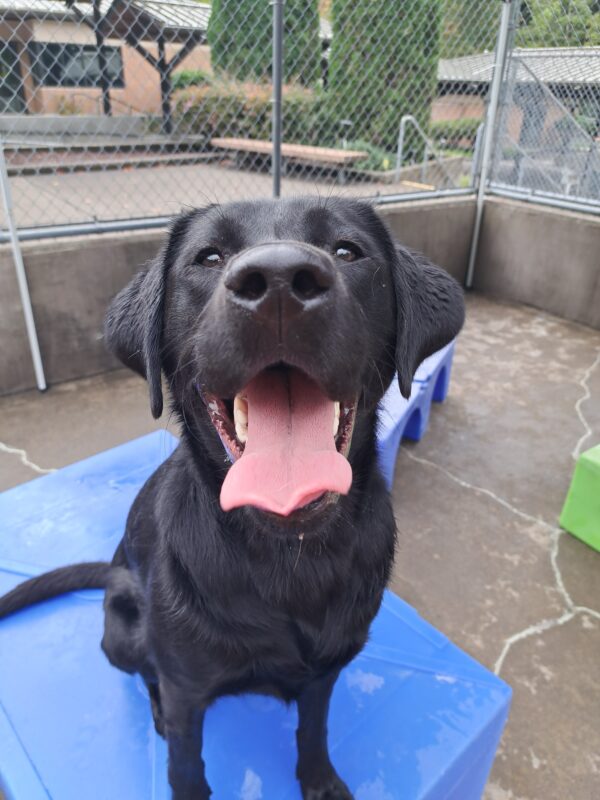 Black lab (Larson) sits on blue play structure with his tongue out staring at the camera.