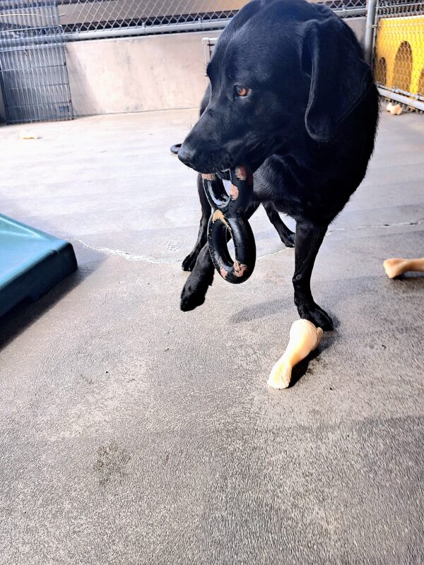 Black lab (Kindred) holding a figure 8 tug toy in her mouth looking straight ahead away from the camera.