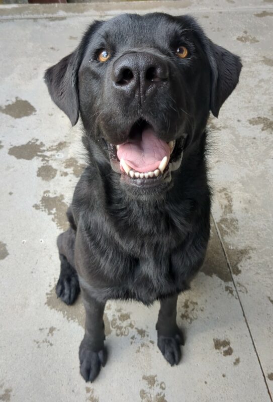 A handsome black lab looks straight at the camera with his heart melting golden colored eyes. He's sitting in a cement playard with little wet paw prints behind him.