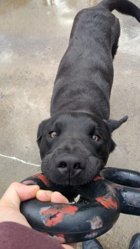 <p>A black lab is tugging on a gonuts red and black tug ring. A Kennel Tech's hand can be seen holding the other end. His golden colored eyes are staring right at the camera, determined to charm the kennel tech into giving him a kibble at the end of the game.</p>