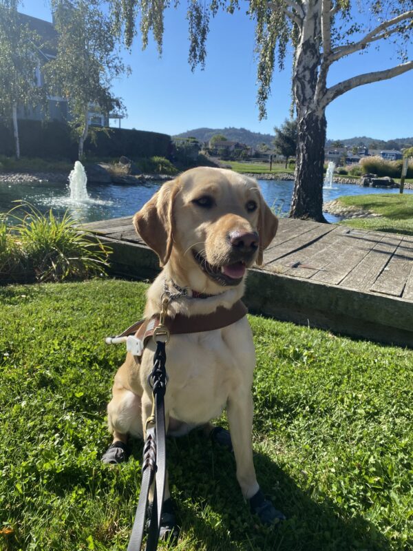 Natalie a petite yellow lab is sitting in front of a pond in her harness in all 4 booties looking away from the camera into the distance.