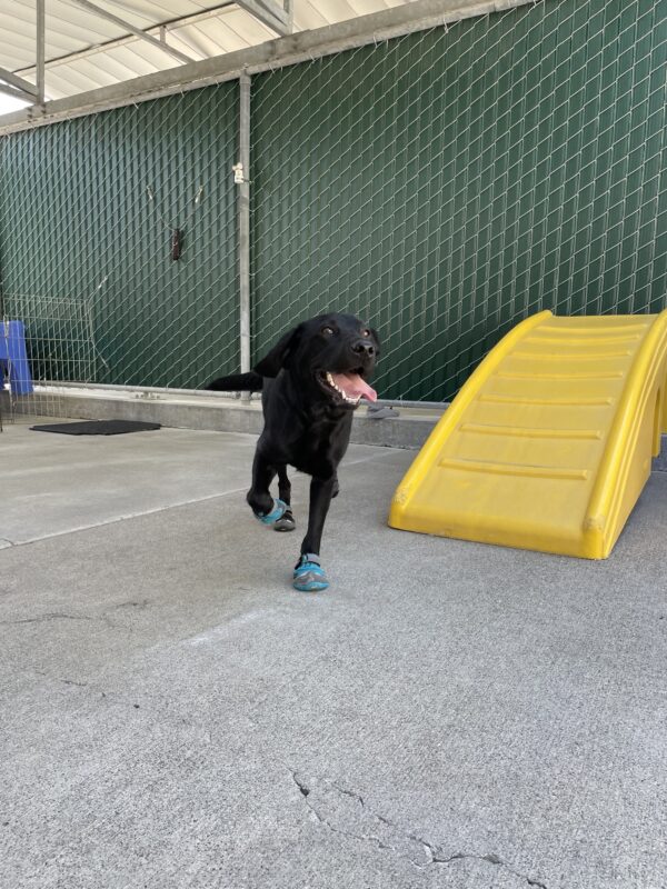 Kimora is caught in action running in the play yard wearing booties. Her mouth is open and her tongue is out.