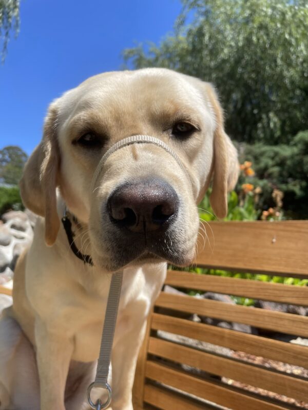 <p>Yellow Labrador Retriever Wave sits on a wooden bench in front of the pond on the CA campus. She looks soulfully into the camera with a brilliant bright, blue sky overhead.</p>