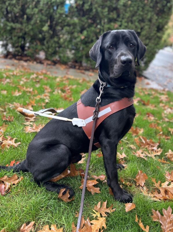 Handsome black lab Norway sits on bright green grass covered in fall-colored leaves. He wears his harness and has a focused guide dog look on his face.