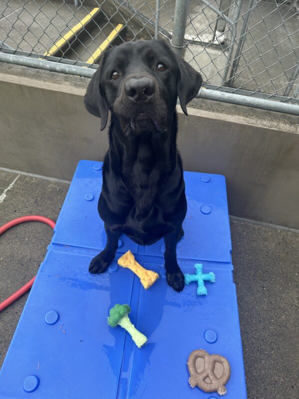 Black lab Norway sits on a blue play structure with his lip caught in his teeth, giving him quite the silly face. He proudly displays his collection of colorful, various shaped Nylabones around him.