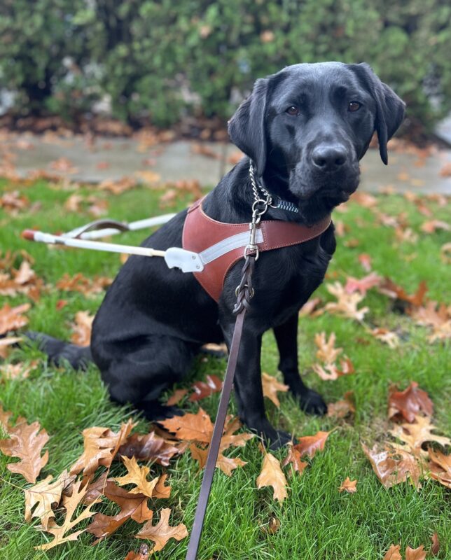 Beautiful black lab Belaire sits in harness atop bright green grass that has fall-colored leaves strewn about.