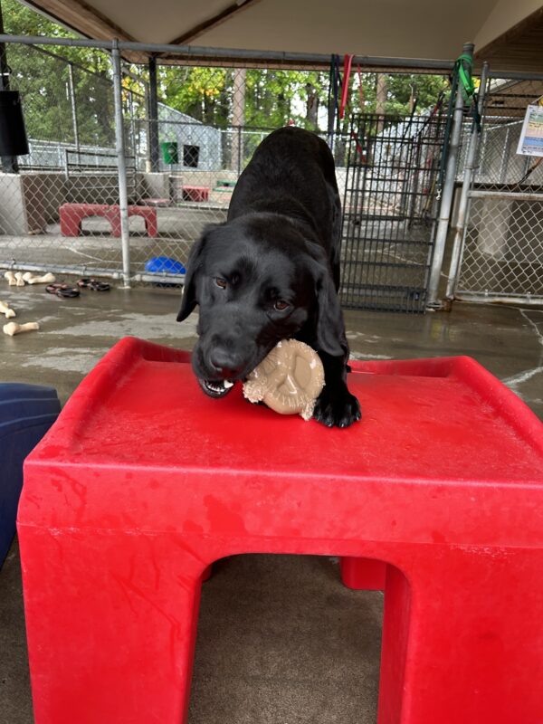 Black lab Belaire plays with her pretzel-shaped Nylabone while showing off a “down dog” position on a red play structure.