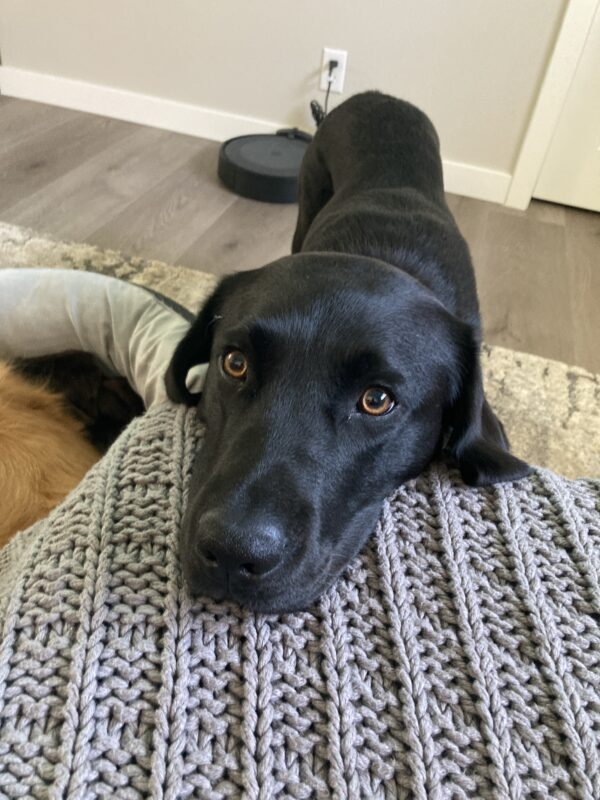Black Labrador Retriever, Waverly, stands as she rests her head on a grey knitted blanket throw, looking lovingly up at the camera with her bright, shiny brown eyes.