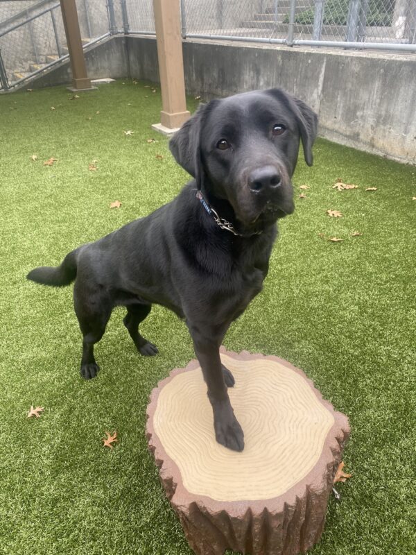 <p>Sparrow, a black Labrador Retriever, stands with her front two legs on top of a faux tree trunk in a grassy, fenced in yard. Sparrow is looking directly into the camera with her beautiful, big dark brown eyes.</p>