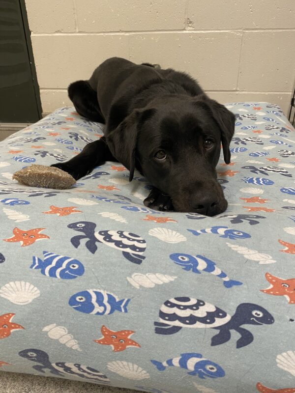 <p>Sparrow, a black Labrador Retriever, lays on a bed with a marine-themed cover with blue and white fish, turtles, white claims shells and orange starfish. Sparrow's soulful expression begs confusion as to why the person behind the camera is not petting her.</p>