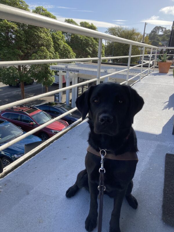 Delmar is sitting nicely in harness on a white, metal fenced-lined balcony overlooking a Sausalito coffee shop below in the distance. A few parked cars and green trees are visible in the background.