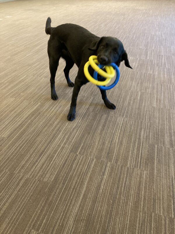 Delmar is standing in a large, carpeted room with a yellow and blue 3 ring tug toy in her mouth. I let her win this time :-)