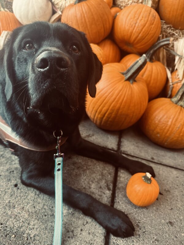 Kidder is laying down in harness in front of a wall of fall pumpkins. He is looking at the camera with a tiny pumpkin resting between his front legs.