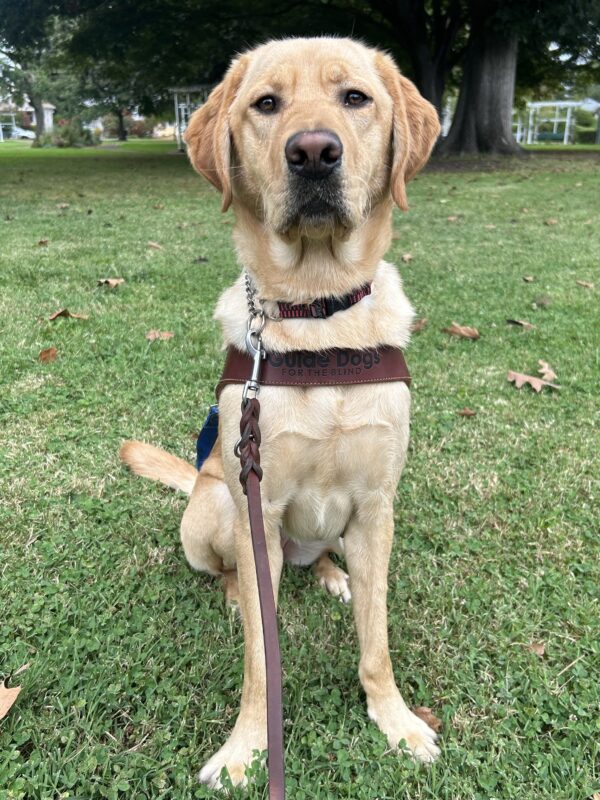 Lily is sitting in the grass wearing a guide dog harness with some trees in the background.