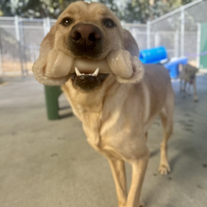 Lily is excitedly playing with a Nylabone in community run. She is running towards the camera with the bone in her mouth.
