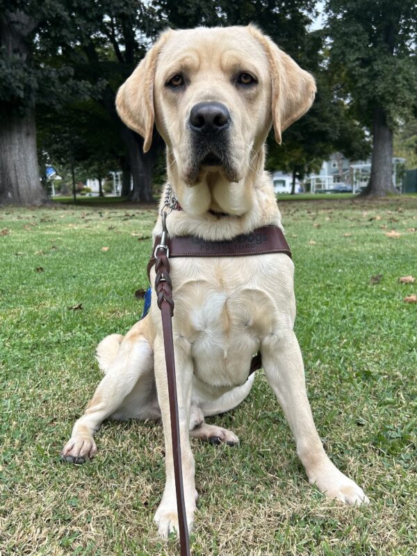 Valentino is in harness sitting in the grass with some trees in the background.