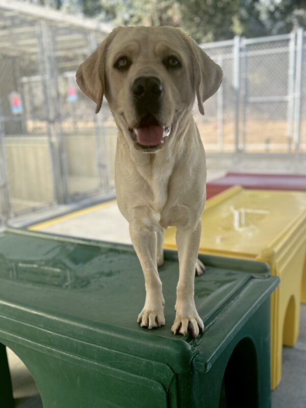 Valentino is standing on a green play structure in community run. He is looking at the camera with his mouth open and tongue out.