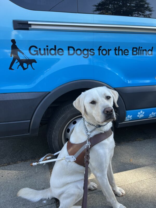 Titan sits in harness in front of a blue Guide Dogs for the Blind training van. He has his serious, working face on while he stares into the camera.