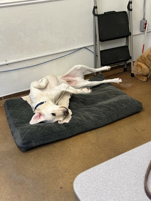 Titan lays on his back with his belly exposed and all four paws in the air. He is rolling around on a gray, plush dog bed while settling on tie-down in an office.
