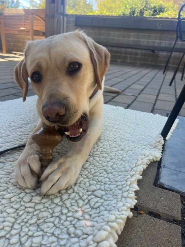 <p>Nikita is holding a brown nylabone in between her two front paws holding it in the perfect position for her to chew. She is laying on a fleece mat in an outdoor patio area and is staring directly into the camera.</p>
