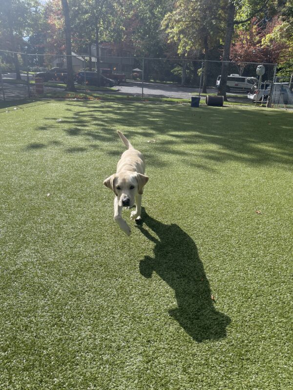 Danish is running towards the camera while in a grass area. His front feet are off the ground.