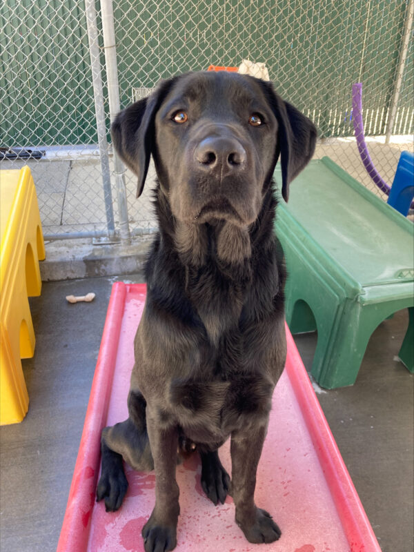 Sawyer sits on a red play structure in community run. He is sitting very straight and looking right at the camera. He is giving sweet puppy dog eyes.