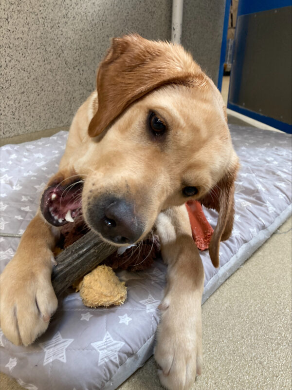 Fontaine is laying on a dog bed with several different types of nylabones. She is chewing a brown 