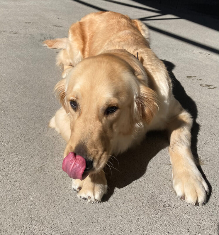 Candy is laying on cement in community run, sunbathing in the sunshine. She is looking at the camera and the photo was caught mid lick and her tongue is curled up over her nose.