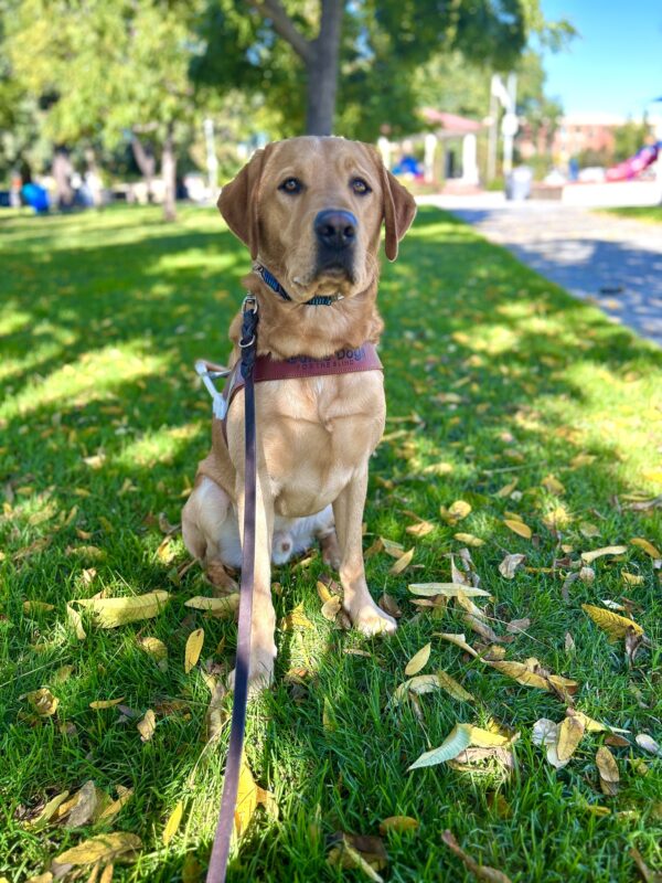 Devo sits in a grassy park wearing his guide dog harness, an astute, wise expression on his face.