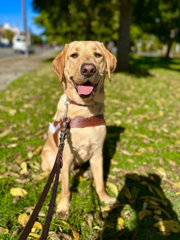 Leonardo sits in a grassy park wearing his guide dog harness. His mouth is relaxed and open as if smiling at the camera.