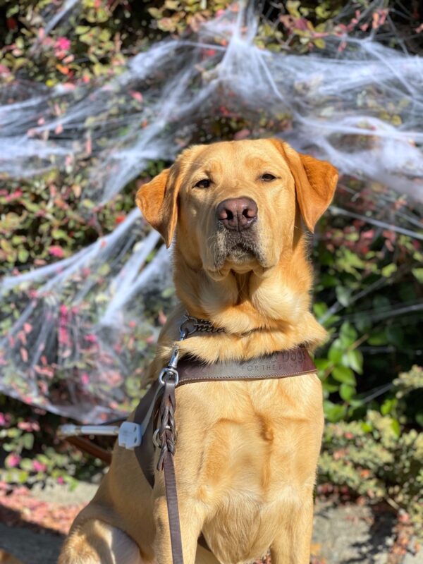 Dalton, a male yellow lab, sits in front if green shrubbery covered in faux spider webs. He looks elegantly at the camera while wearing a leather GDB harness.