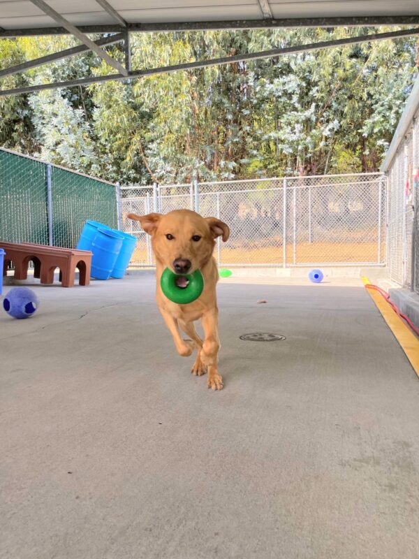 Dalton, a male yellow lab, is captured mid air while frolicking in the community run play area in the GDB kennels. His ears are flapped out to the side and he has a green Goughnut in his mouth. Colorful play structures and various toys are in the background.