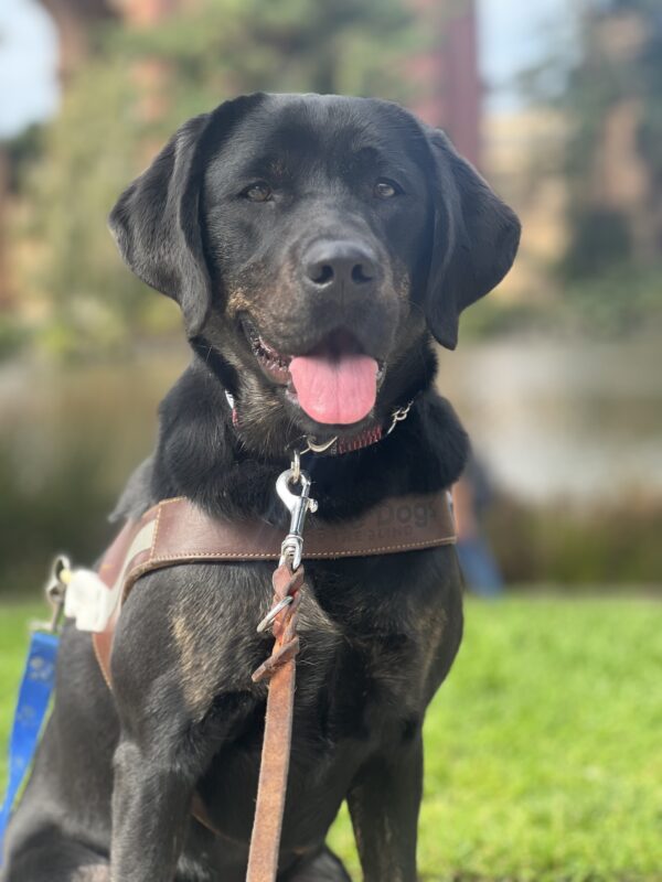 Genie proudly wears her harness and sits for a photo in front of a park. The grass and pond in the background are blurred out making her the focus of the photo.