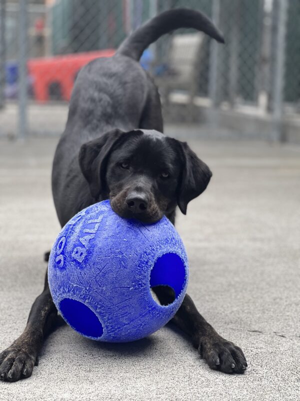 Genie is enjoying time in an enclosed play area. She is in a play bow position and has a large blue jollyball in her mouth.