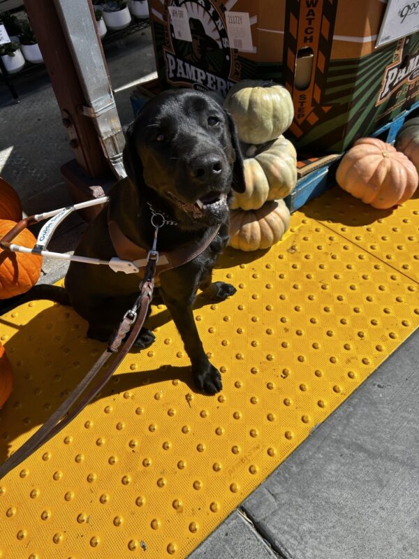Elway is sitting in his harness in front of several piles of colorful fall pumpkins