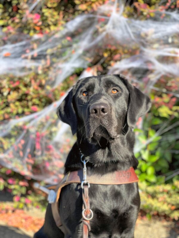Bevan, a male black lab, sits in front of green shrubbery covered in faux spider webs. He is looking directly at the camera while wearing a leather GDB harness.