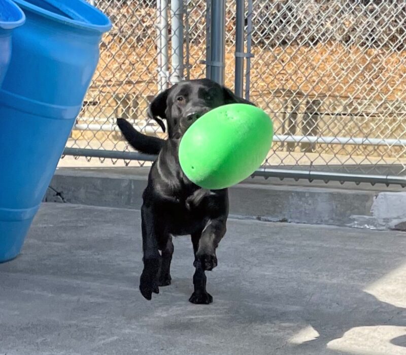 Bevan, a male black lab, is captured mid leap running in the community run play area in the GDB kennels. His ears are flapped out to the side and he is holding a bright green Jolly Egg toy in his mouth.